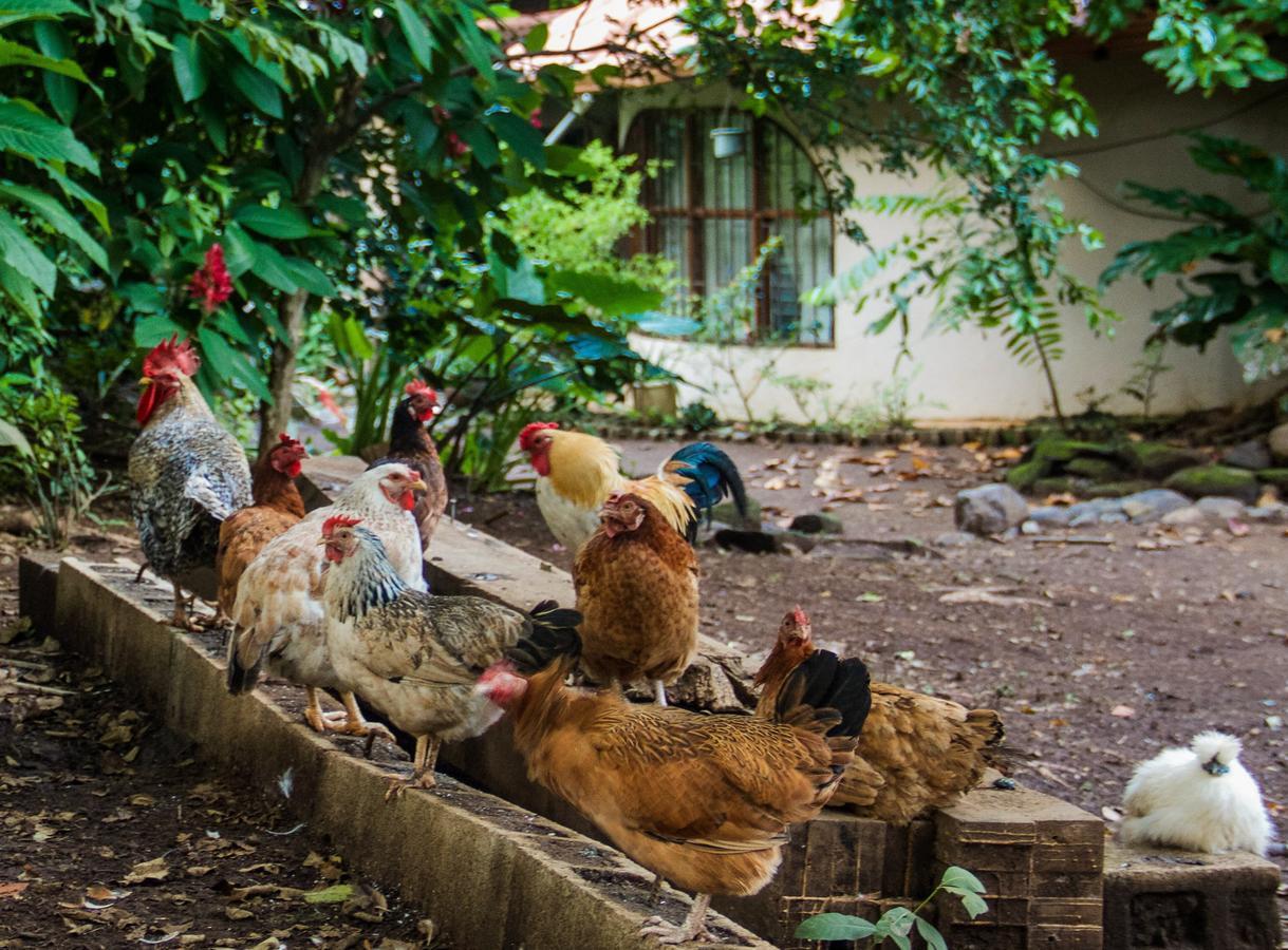 Quinta Mi Tata B&B Sardinal Dış mekan fotoğraf
