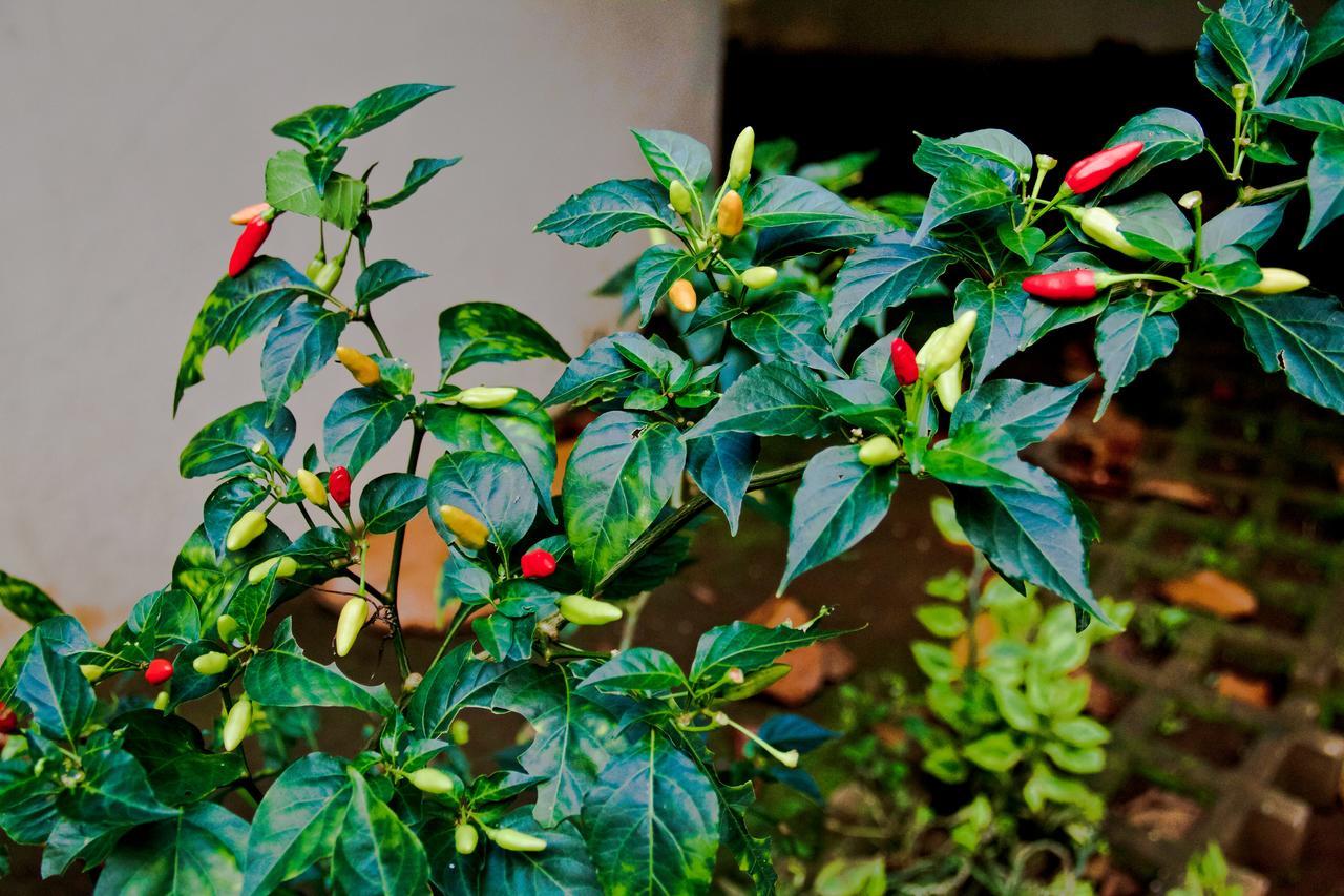 Quinta Mi Tata B&B Sardinal Dış mekan fotoğraf
